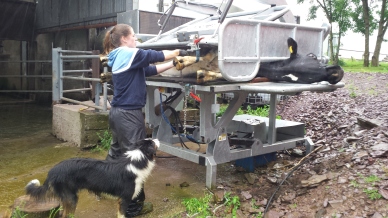 Irish Nuffield Scholar Maeve O'Keeffe demonstrates her Inspect 4 turnover crate
