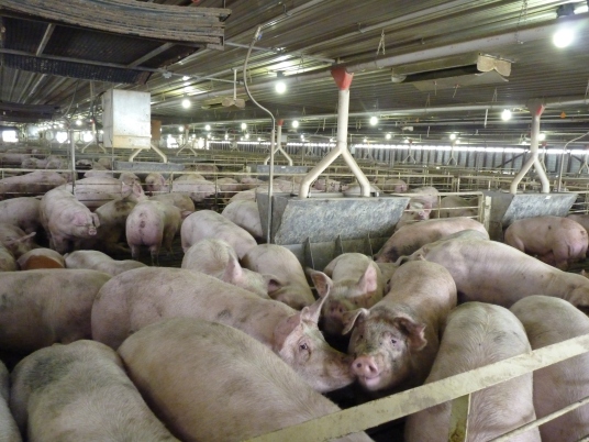 Fully grown hogs in Ryan's hog barn or CAFO
